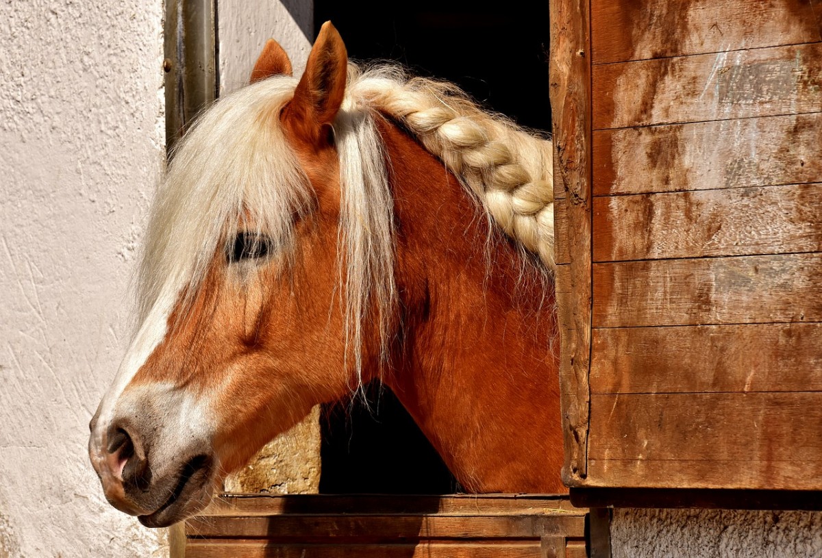 Significado dos sonhos: o que significa sonhar com cavalo – Metro World  News Brasil