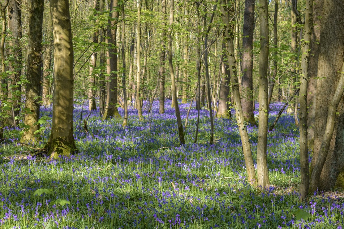 o que significado sonhar com Clareira