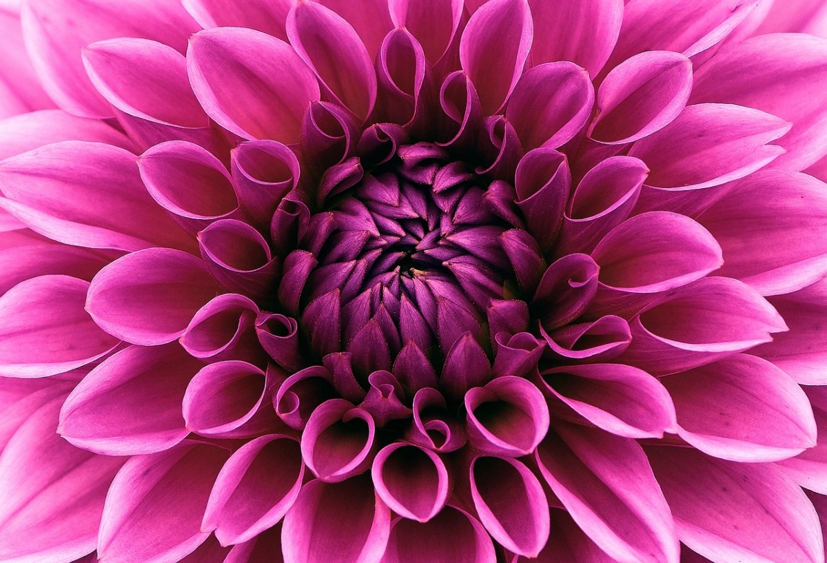 o que significado sonhar com Dália