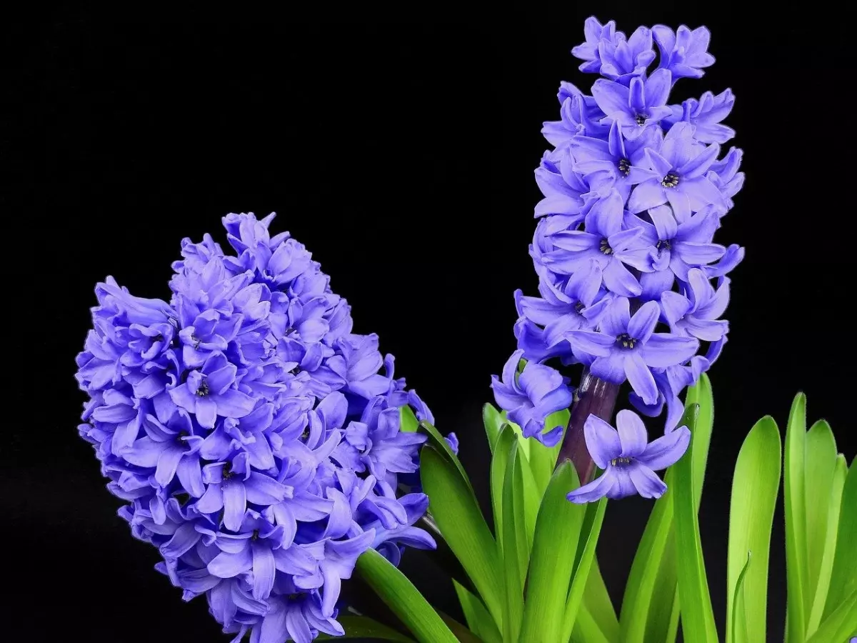 o que significado sonhar com Jacinto