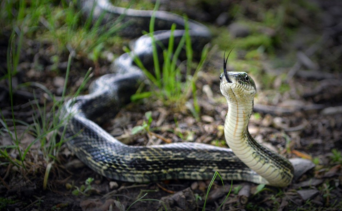 Sonhar com cobra branca: renovação e novidades à vista!