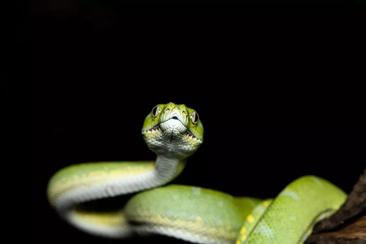 Sonhar com cobra branca: renovação e novidades à vista!