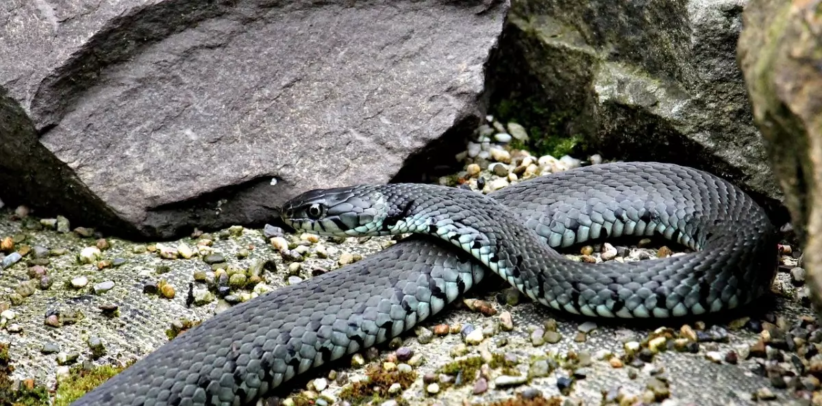 VIREI UMA COBRA e fui atrás dos meus Pais! (Snakey) 