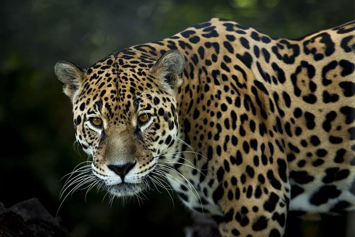 Sonhar com animais pode não ser o que você imagina