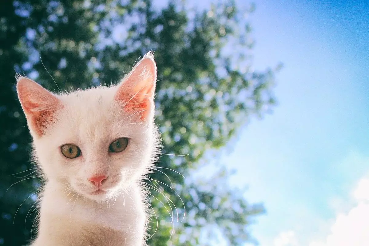 Sonhar com gato: o que significa?