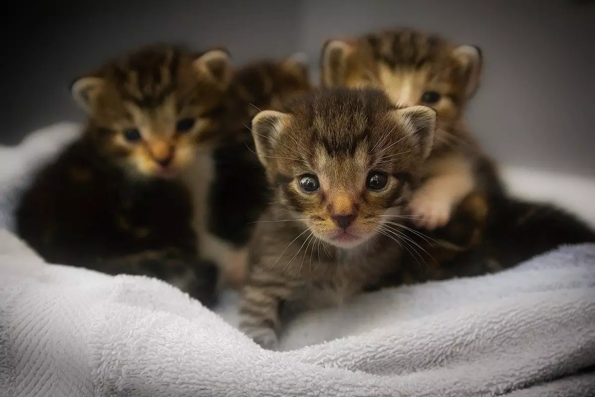 Sonhar com gatos filhotes: descubra o que significa!