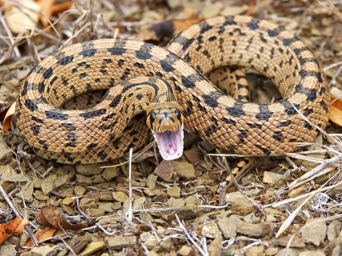 Será que é mesmo traição? Veja o que significa sonhar com cobra