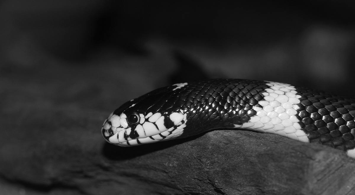 Interpretações de Sonhar com Cobra Preta - É motivo de preocupação?