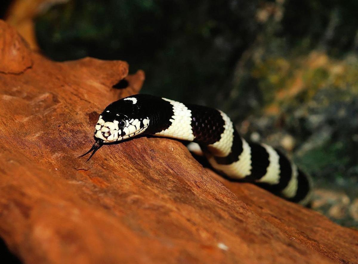 O Que Significa Sonhar Com Cobra Branca