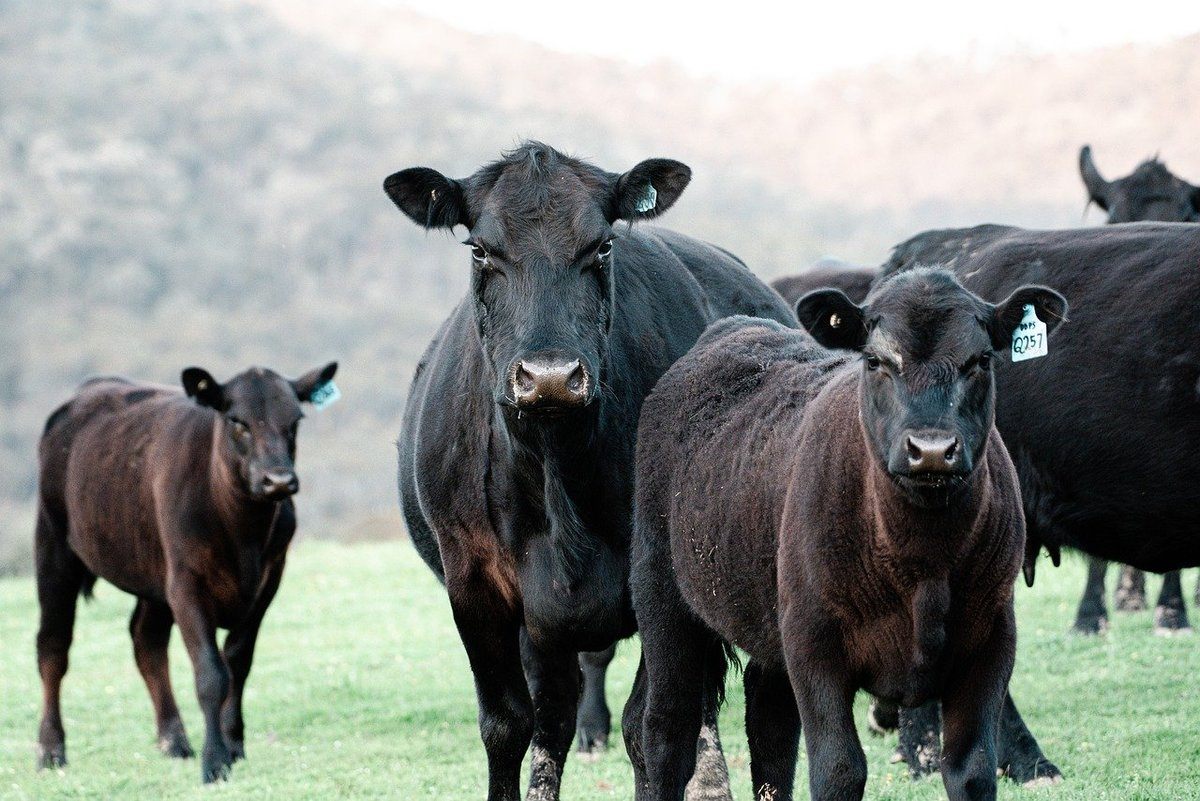 Sonhos Significado: sonhar com Gado