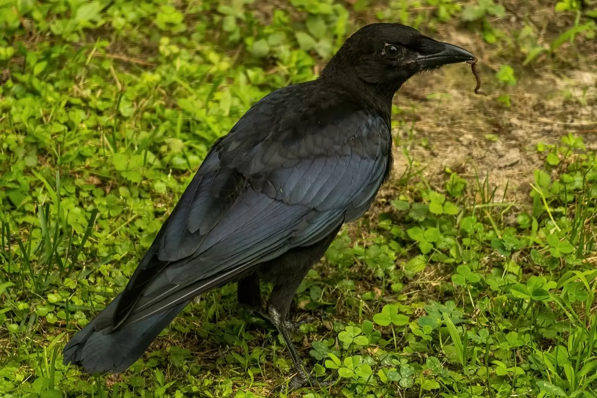 Sonhar com corvo preto: imagem de um pássaro preto