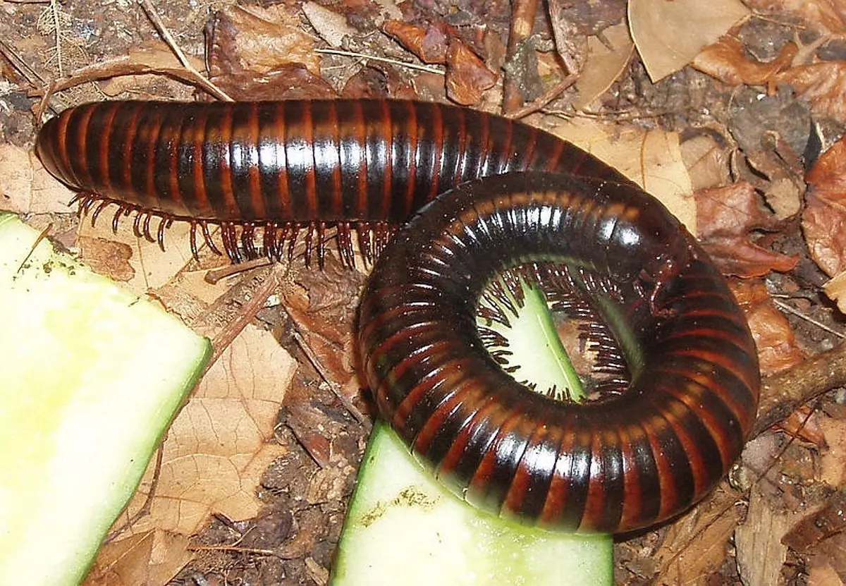 Sonhar com piolho é ruim? Saiba qual o significado evangélico de sonhar com  esse animal