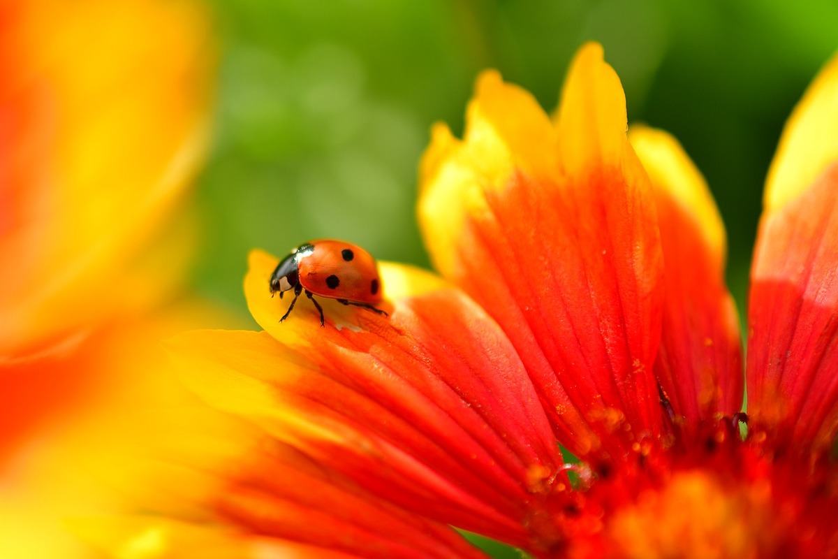 Sonhar que vê uma joaninha no jardim: imagem de uma joaninha em cima de uma flor