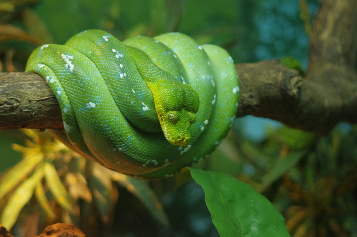 O que significa sonhar com cobra voando? Verde, amarela, coral e mais!