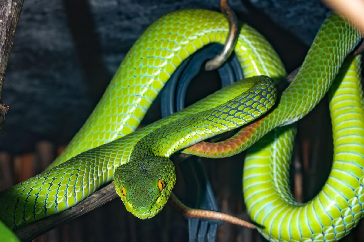 Sonhar com cobra colorida: o que isso significa? Veja aqui! - Significado  dos Sonhos e Signos