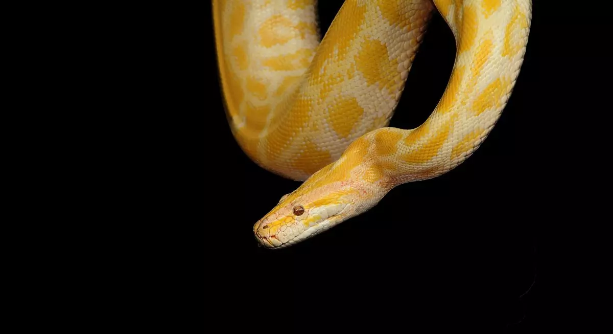 SONHAR COM COBRA AMARELA: Descubra o que significa o sonho com cobra amarela