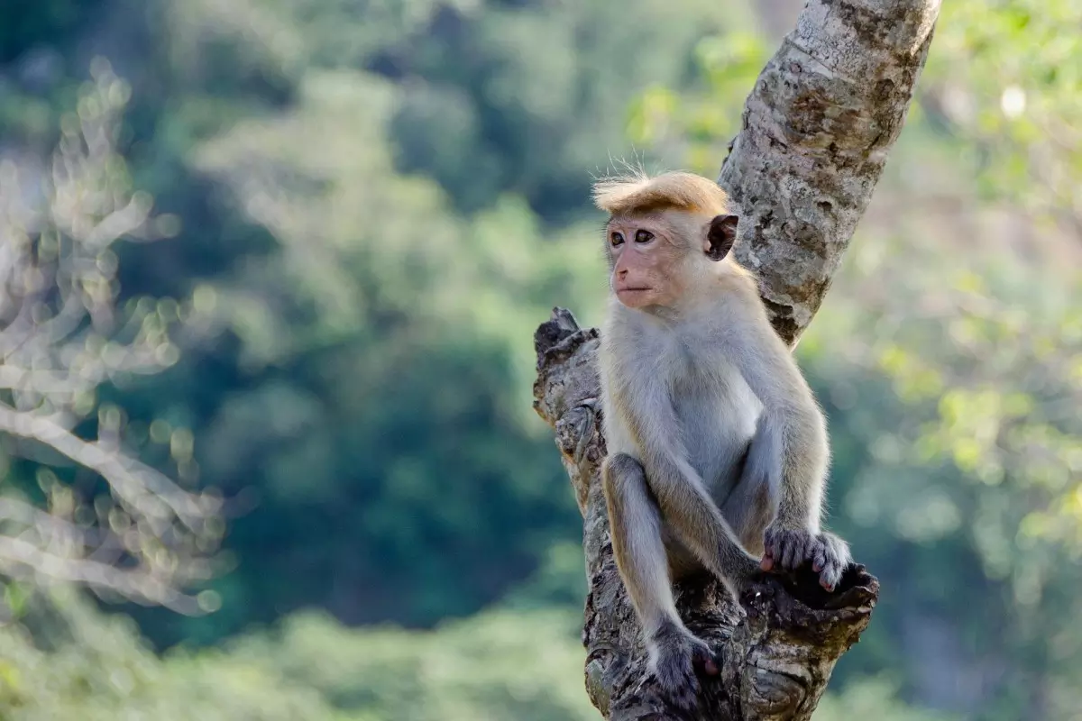 Sonhar com macaco branco: você sabe o que isso significa?