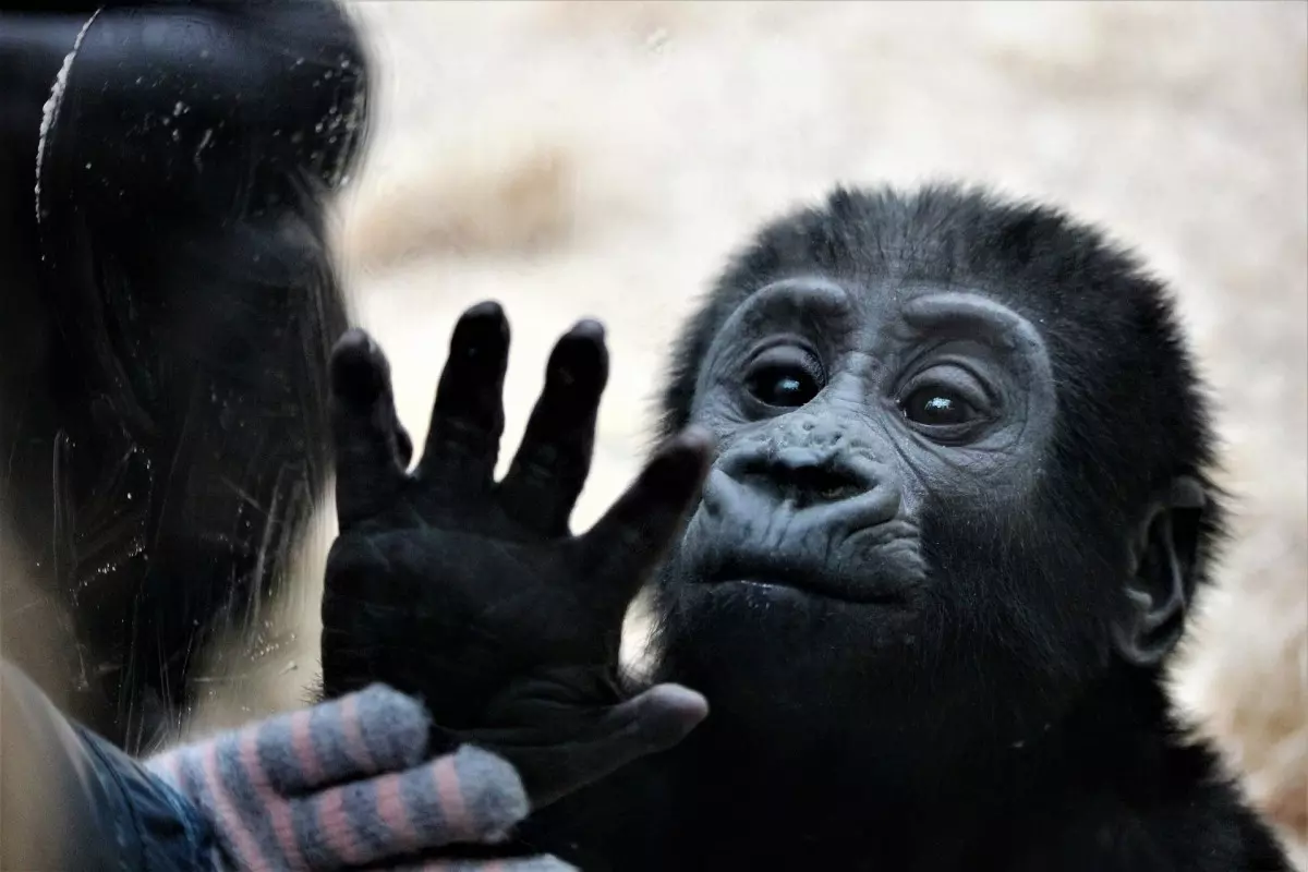 Sonhar com macaco branco: você sabe o que isso significa?