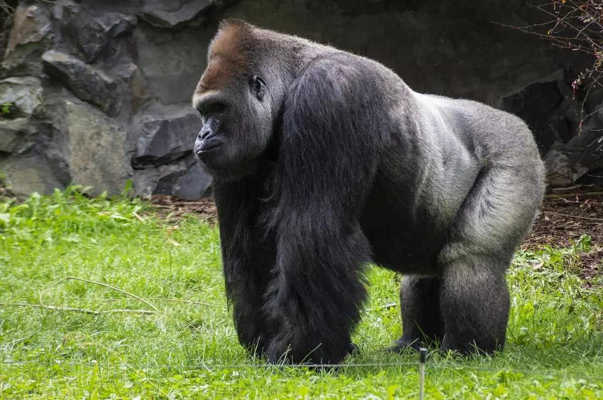 Sonhar com macaco branco: você sabe o que isso significa?