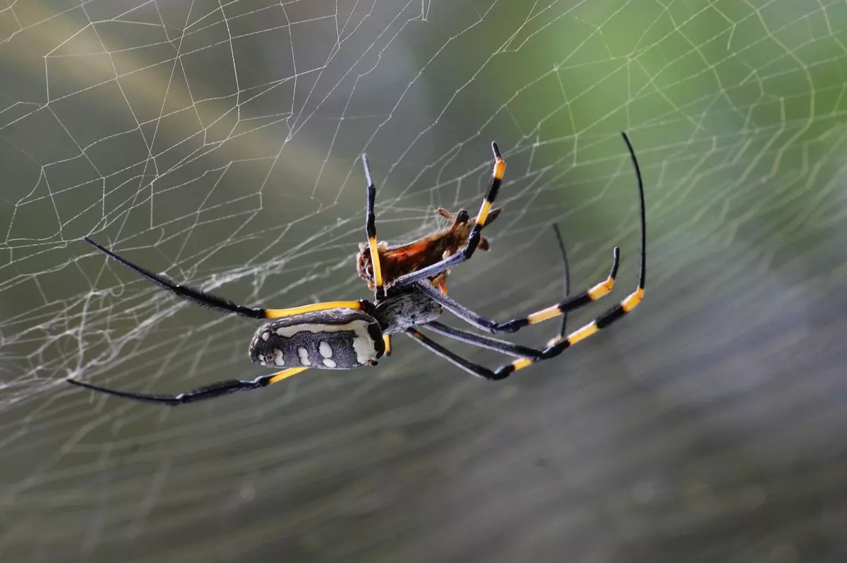 significado de aranha dentro de casa