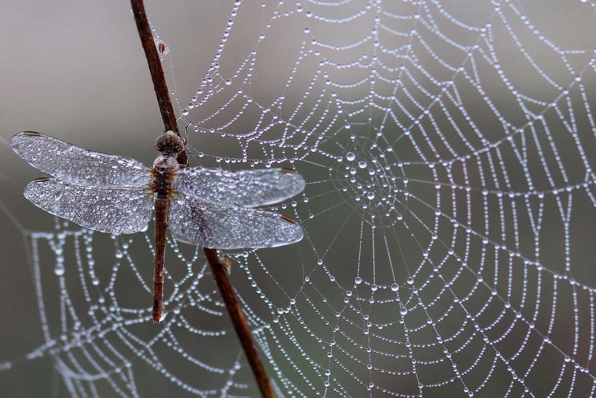 plantando sonhos, colhendo horizontes: A teia da aranha (e a Dimensão  dos Sonhos)