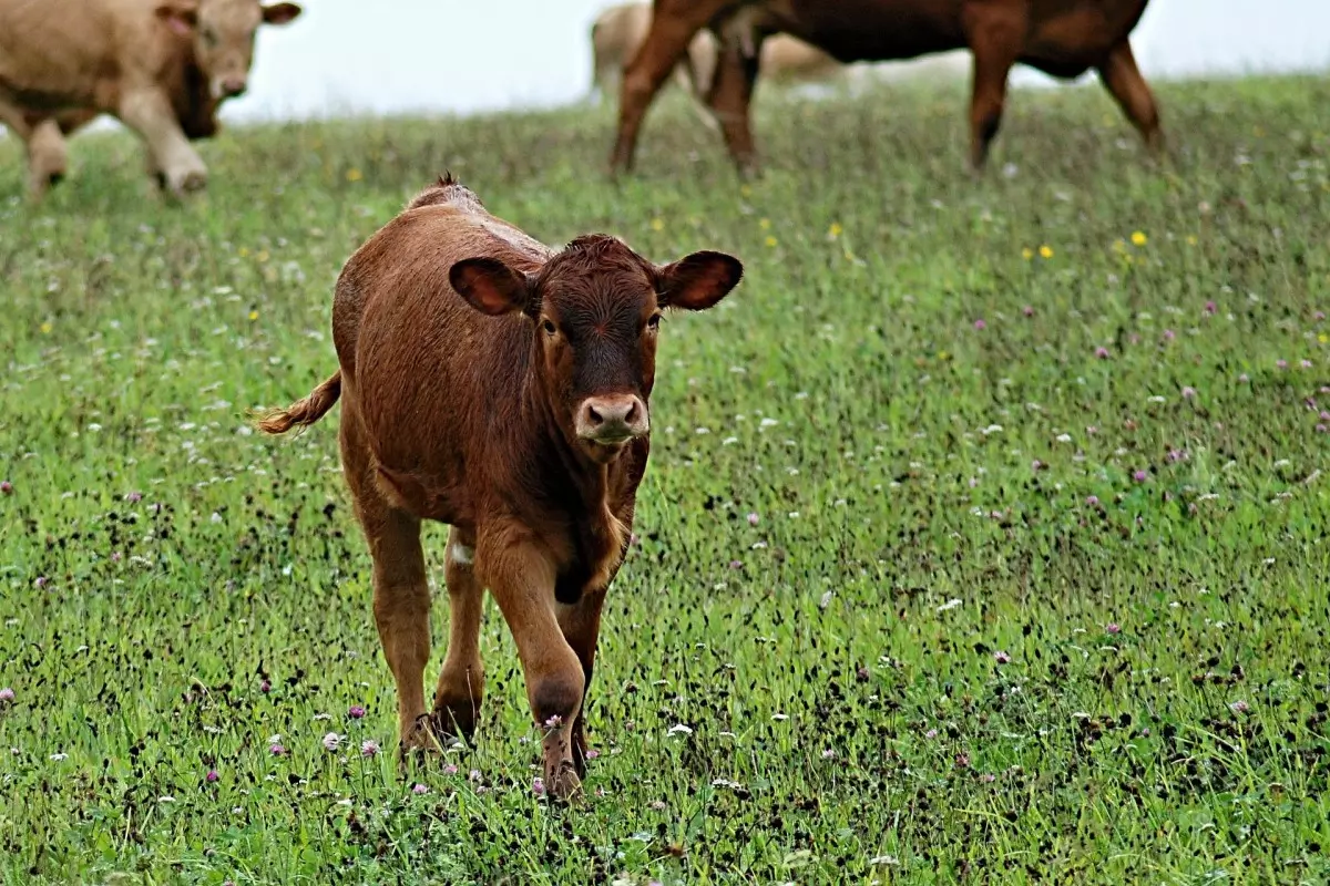 Sonhos Significado: sonhar com Bezerro