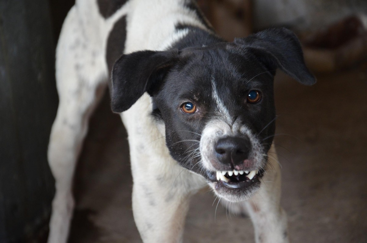 O significado de sonhar com animais