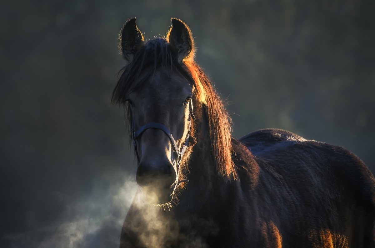 Sonhar com cavalo marrom: bravo, manso, correndo, morto etc. - abstracta -  Filosofia, Sociologia e Psicologia