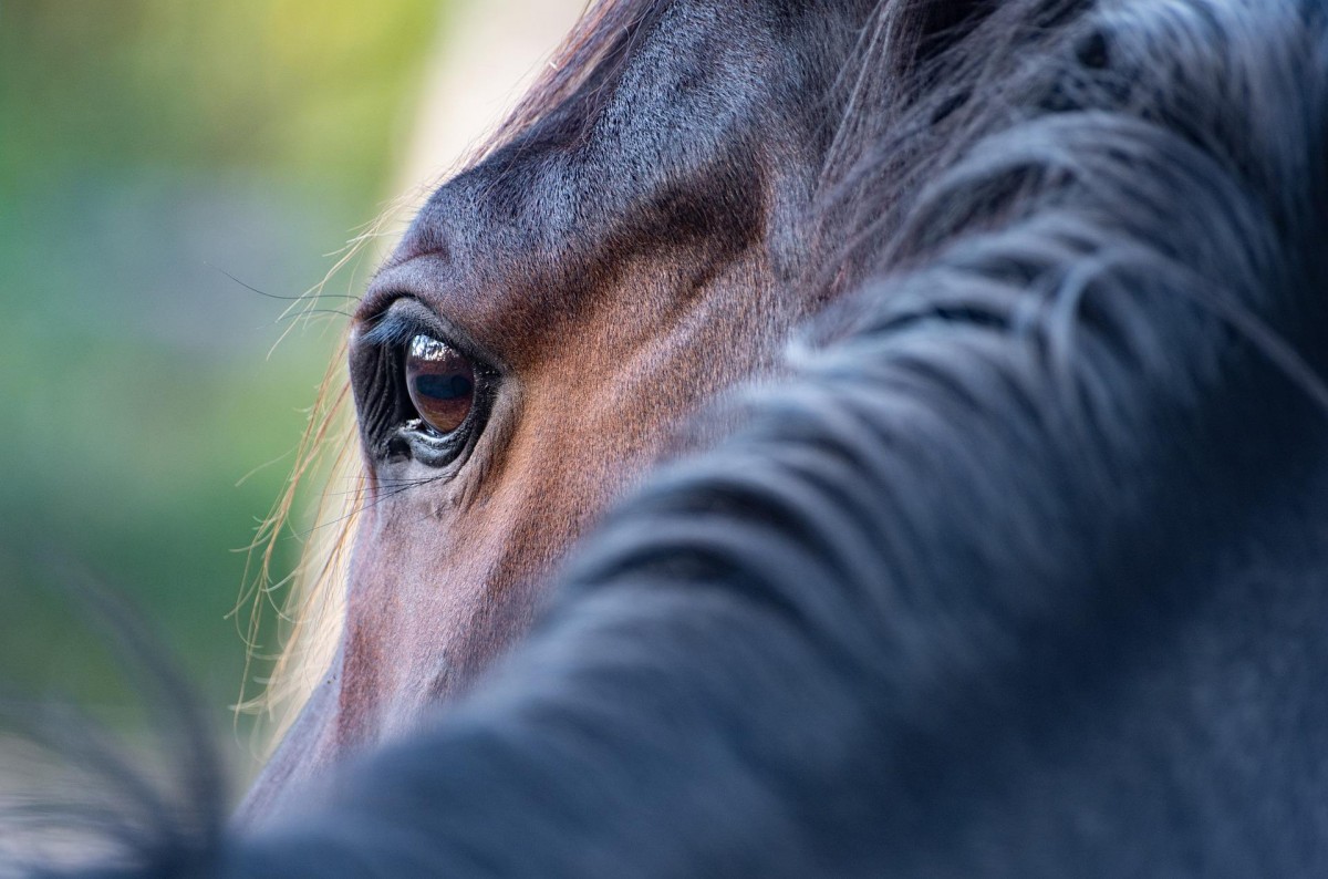 Cavalo bravo 