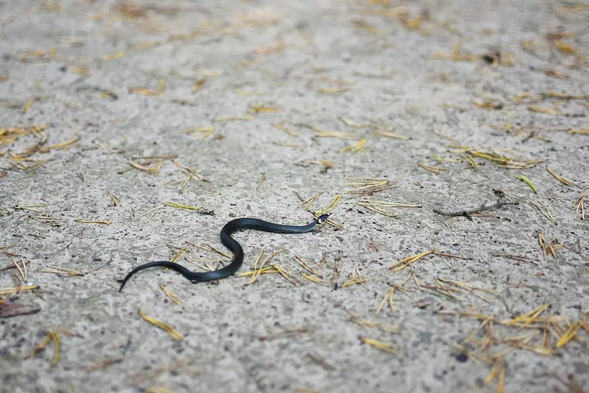 Sonhar com cobra azul: Azul claro, escuro, com preto, com vermelho e mais!