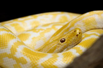 Cobra amarela e branca enrolada