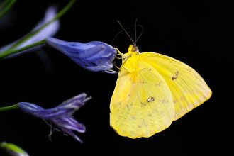 Borboleta amarela pousada na flor