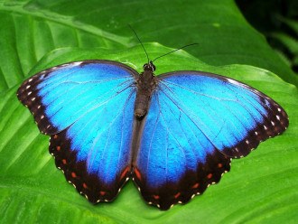 Borboleta azul pousada na folha de árvore