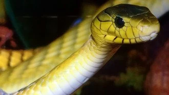Cobra amarela observando
