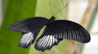 Borboleta preta voando