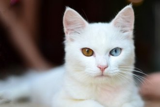 Gato branco encarando