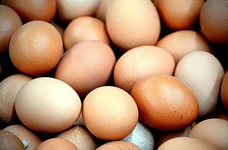 Vários ovos de galinha