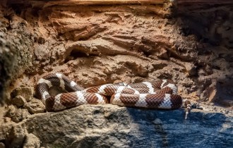 Cobra branca e vermelha na pedra