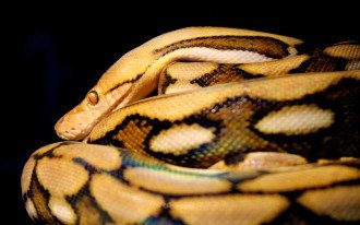 Cobra amarela e preta enrolada