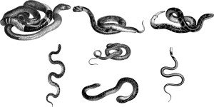 Imagem em preto e branco de muitas cobras
