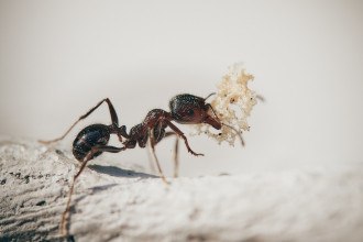 formiga carregando seu alimento