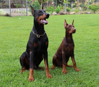 Dois cachorros de raça brava, o maior é preto