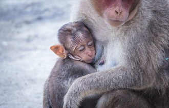 Macaco filhote abraçado com a mãe