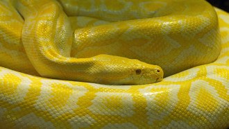 Cobra amarela grande calma