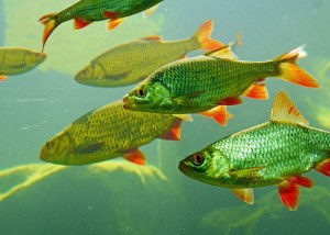 Vários peixes grandes verdes nadando
