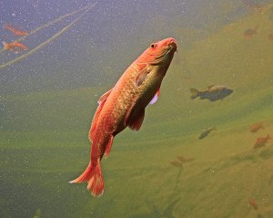 Peixe grande vermelho nadando
