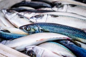 Vários peixes mortos um em cima do outro